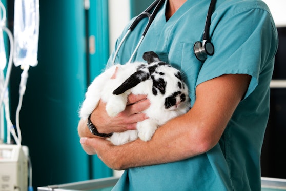 Spaying and neutering your rabbits