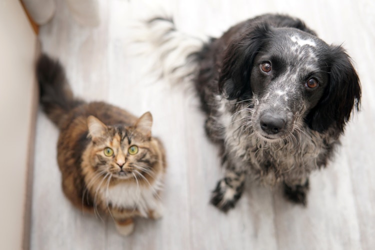 A dog and a cat looking at the camera - Agria Pet Insurance