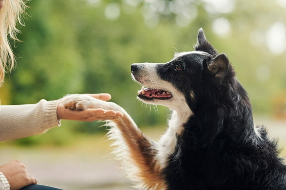 7 steps to reduce your pet’s carbon pawprints