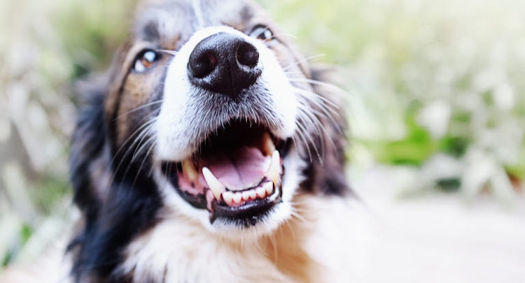Close up of a happy Border Collie