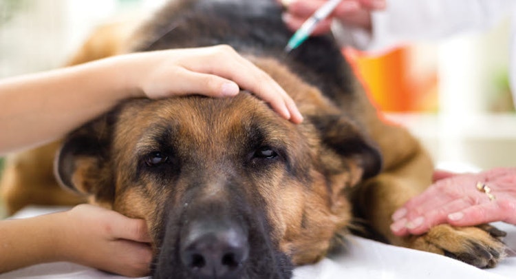 German Shepherd at the vet getting a vaccination