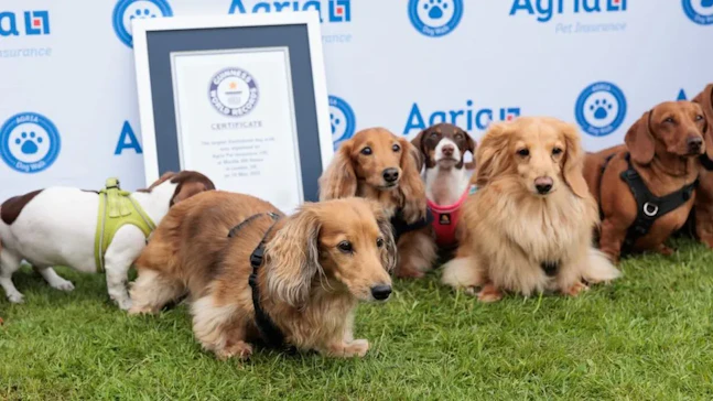 Walking for Welfare: Charity Dog Walk Wins Guinness World Records Title