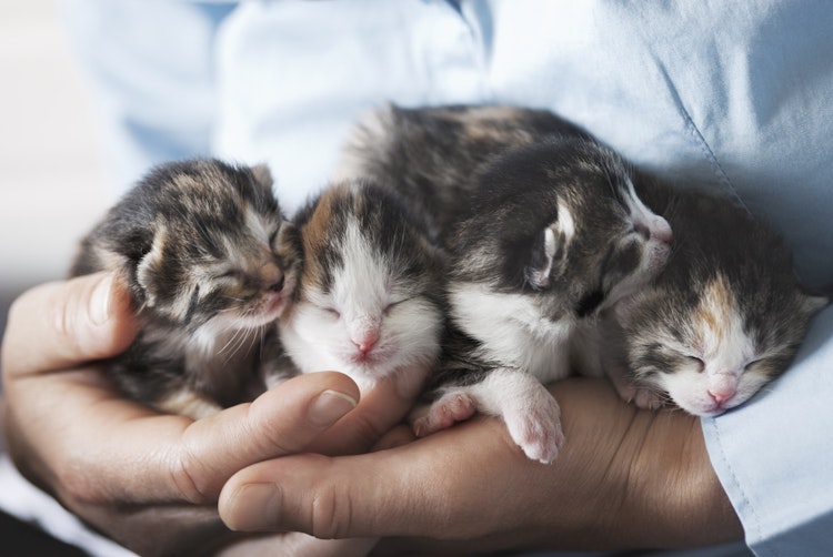 Four small kittens being held by a person - Agria Pet Insurance