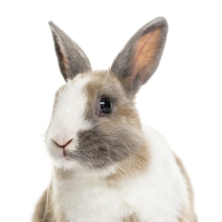 Rabbit  insurance